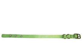 Hamilton Lime Single Thick Nylon Dog Collar